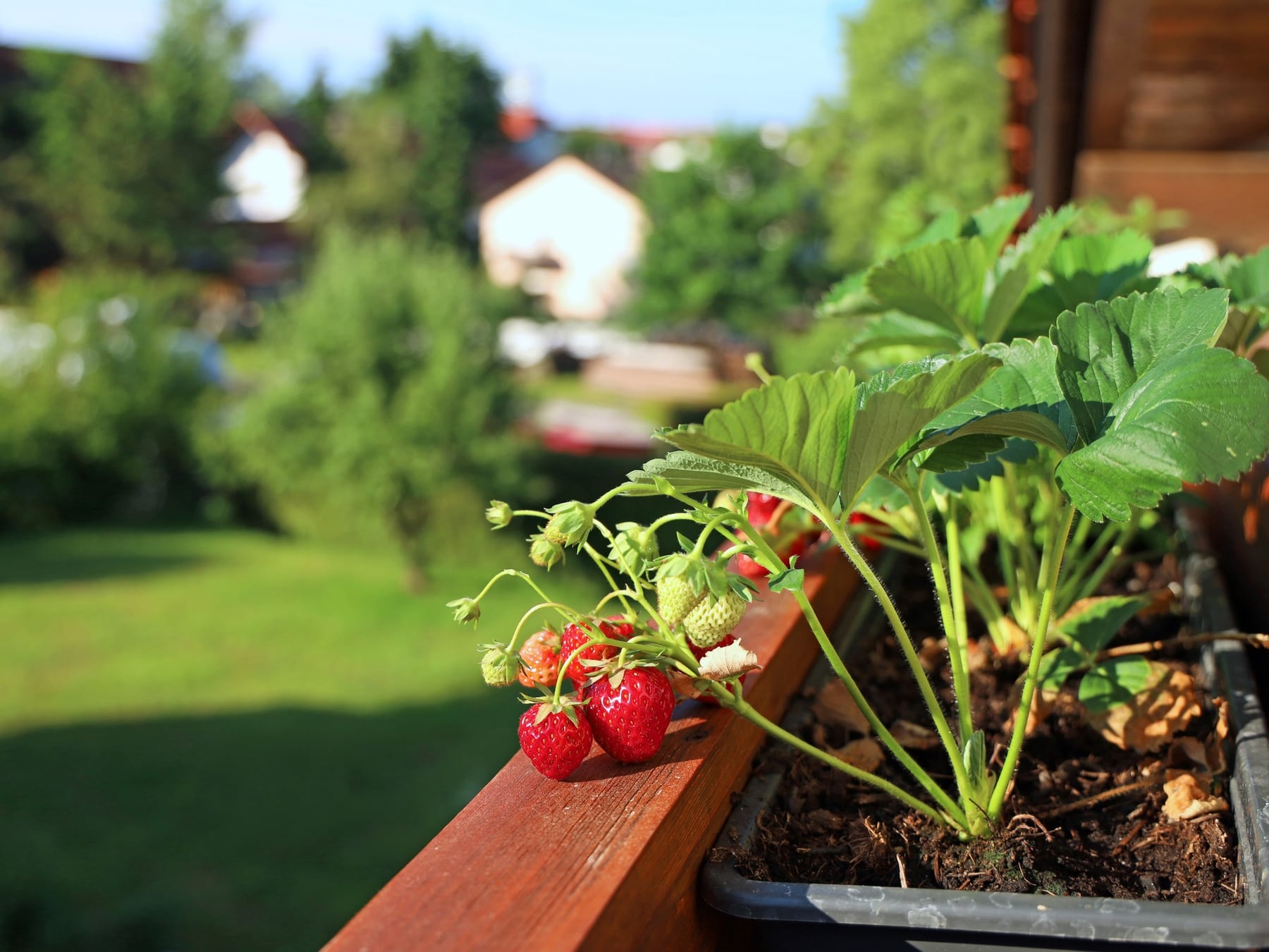 Septiembre en la huerta: cuando el jardín y la verdura empiezan a compartir el mismo escenario
