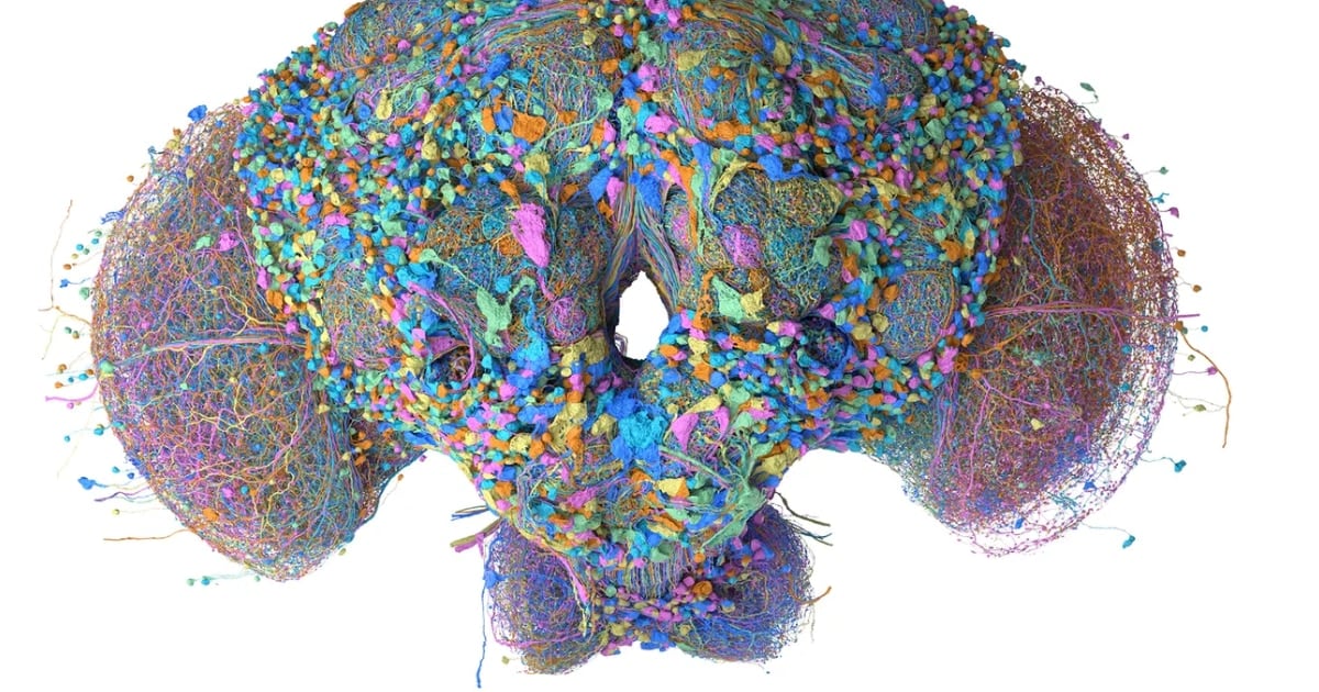 Un mapa del cerebro de la mosca de la fruta se prueba para clasificar correos, jugar al Doom y simular operaciones con criptomonedas