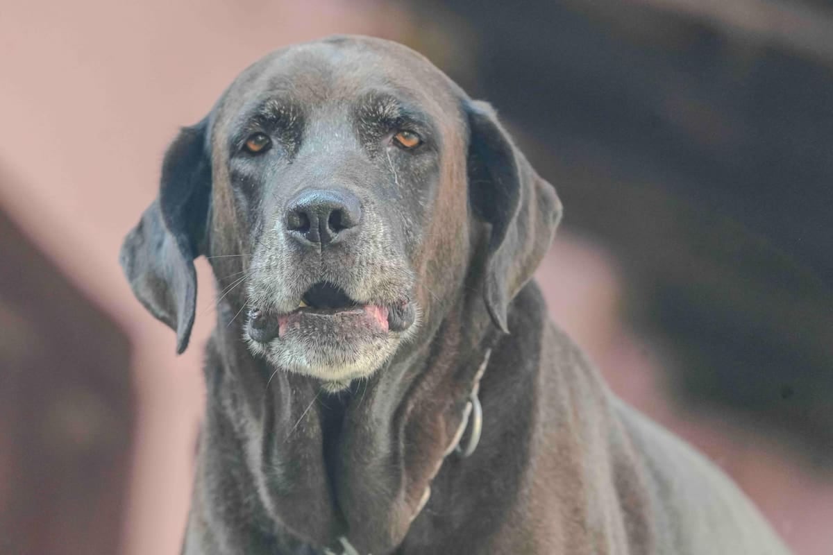 En El Chaltén, registrar una mascota sale más caro que cargar nafta: la patente llega a 25 módulos si el trámite va a domicilio