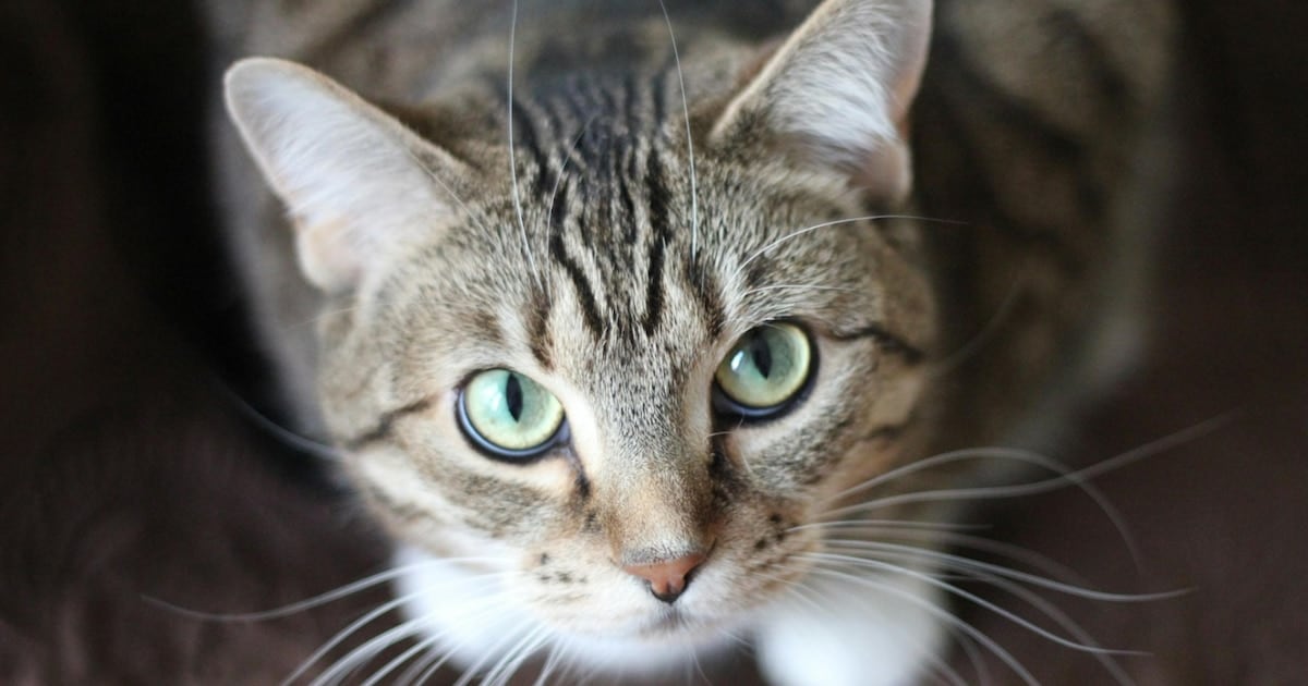 El parásito que comparten gatos y personas: qué encontraron en más de 157.000 muestras