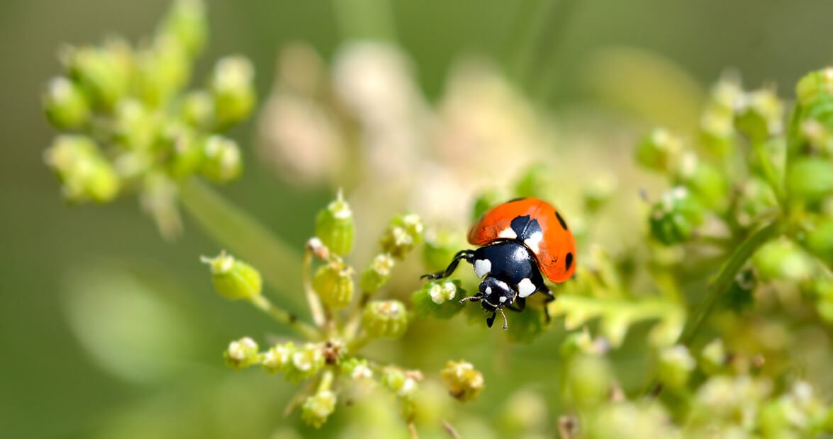 Con el calor llegan las plagas: recetas de la huerta para defender el jardín sin química