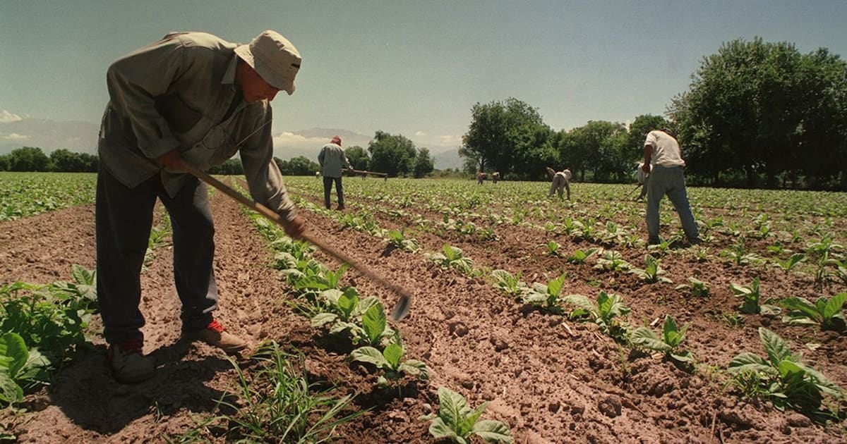 Asignaciones rurales de cosecha y genética: el piso de la AUH se prorroga por doce meses más para los temporarios del campo