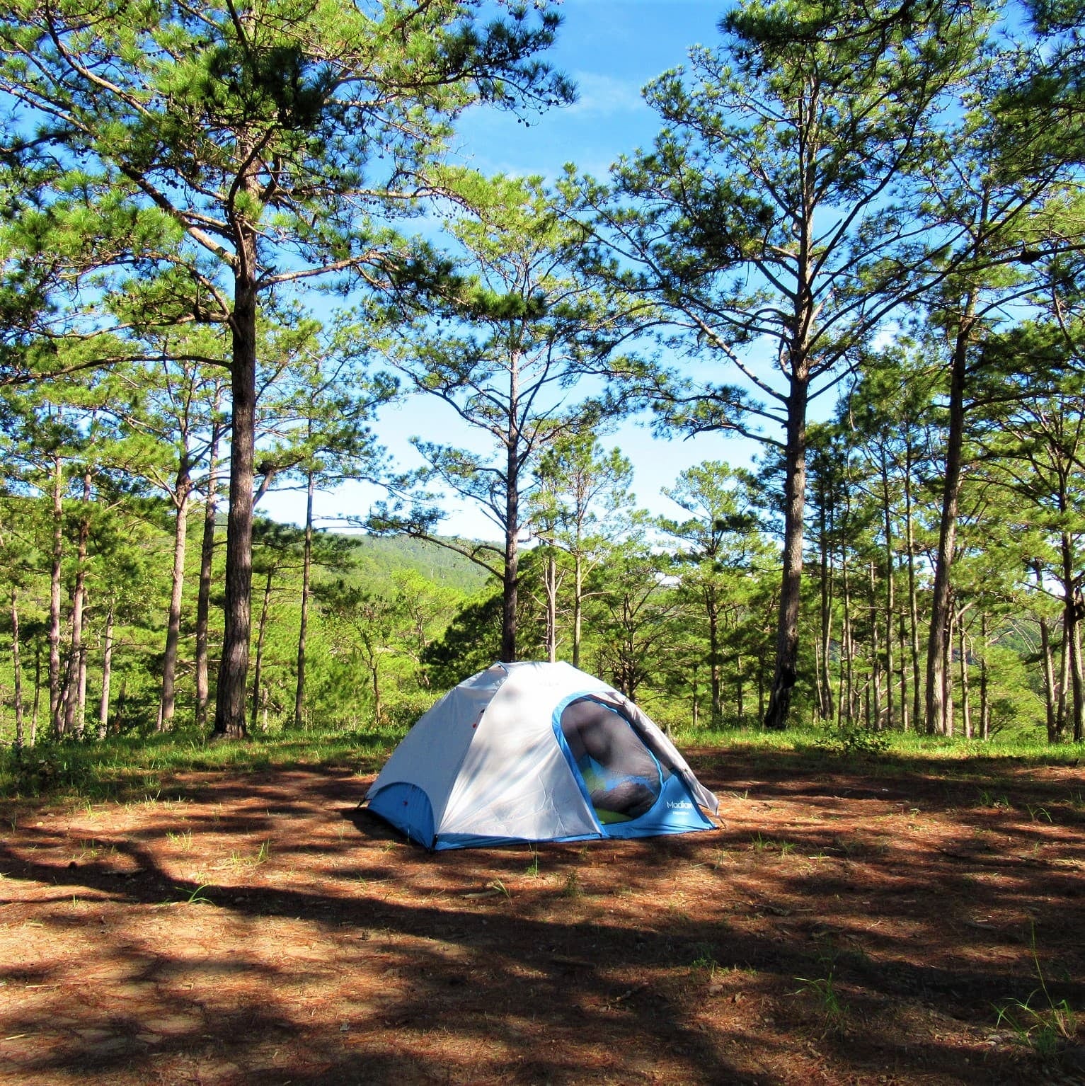 Mar Azul se prepara para recibir al primer Huttopia de Latinoamérica, con 240 parcelas y 20 carpas equipadas en el bosque de pinos